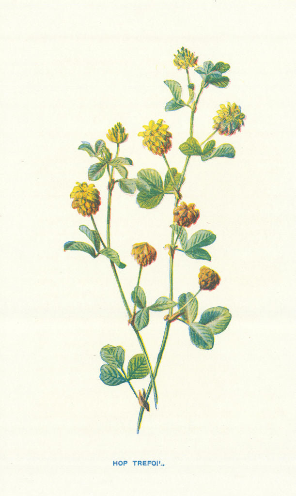 Hop Trefoil. Wild Flowers by Frederick Edward Hulme c1895 old antique print